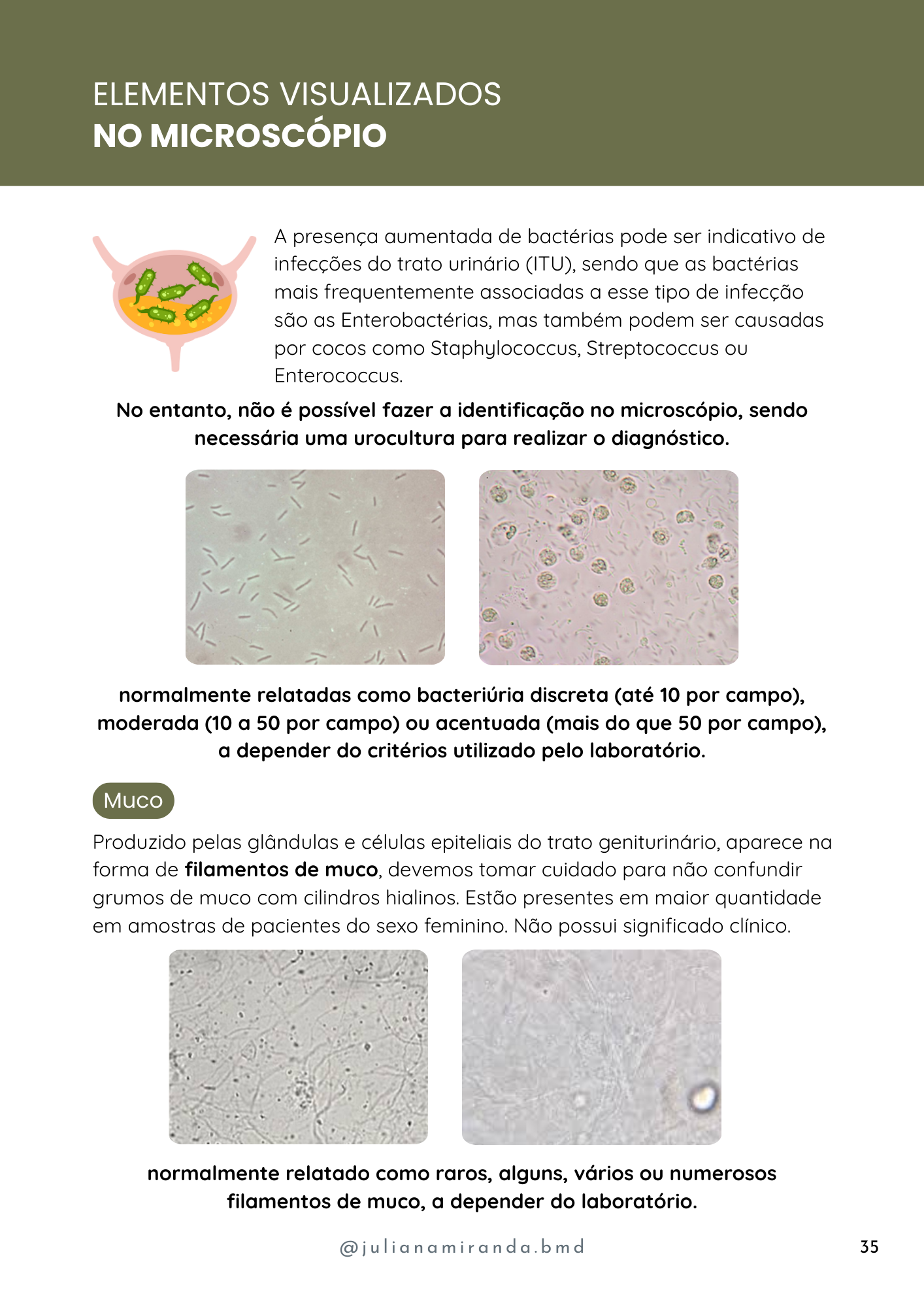 Resumos de Urinálise